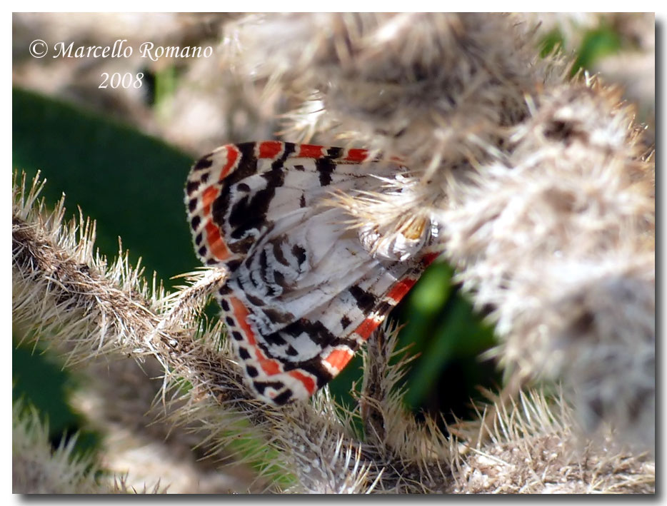 Utetheisa pulchella (Arctiidae) in deposizione